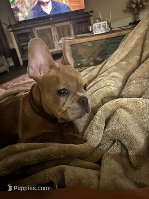 French Bulldog – French Bulldog puppy for sale in Giddings, TX