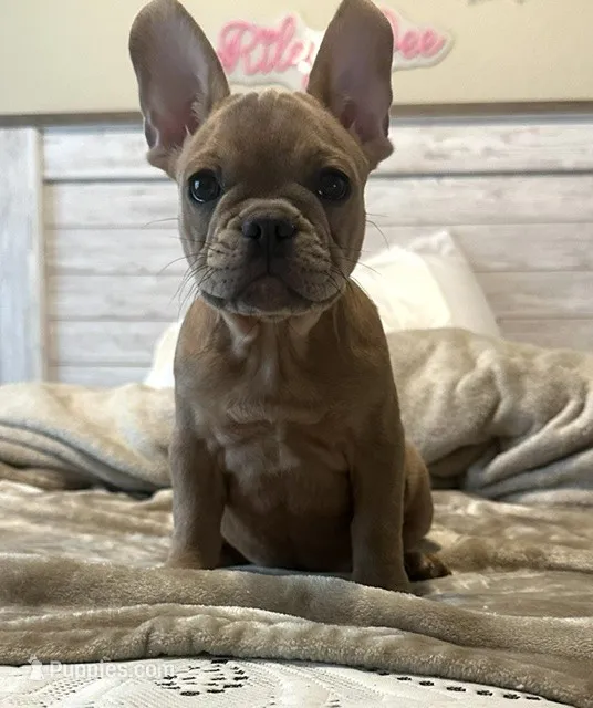French Bulldog – French Bulldog puppy for sale in Giddings, TX