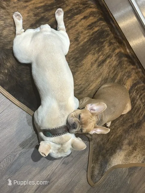 Male French Bulldog – French Bulldog puppy for sale in Giddings, TX