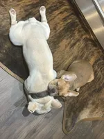Male French Bulldog, a male French Bulldog for sale in Giddings, TX – 1 of 3
