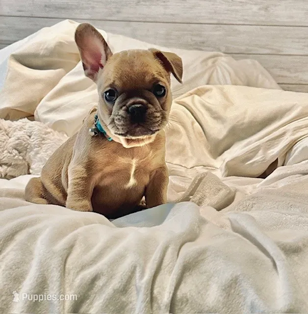 French Bulldog – French Bulldog puppy for sale in Giddings, TX