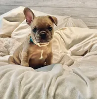 French Bulldog, a male French Bulldog for sale in Giddings, TX – 1 of 1