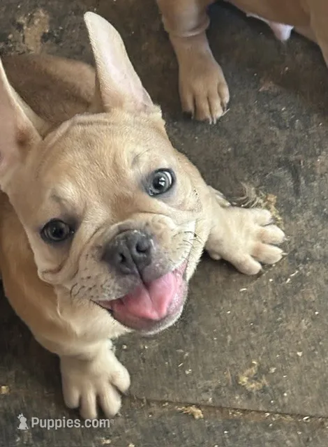 French Bulldog – French Bulldog puppy for sale in Giddings, TX