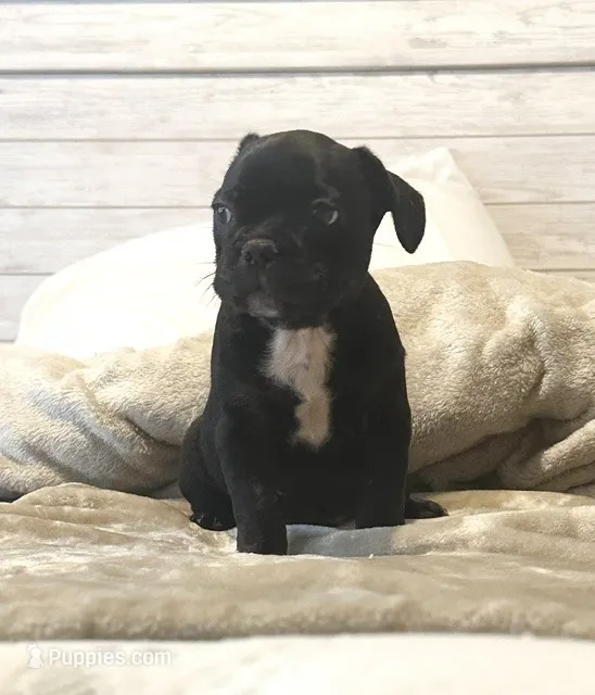 50/50 Frenchton – Frenchton puppy for sale in Giddings, TX