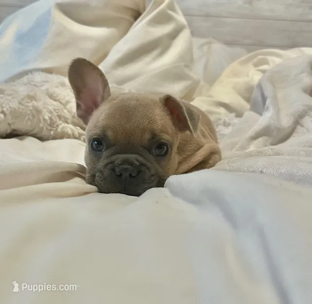 French Bulldog – French Bulldog puppy for sale in Giddings, TX