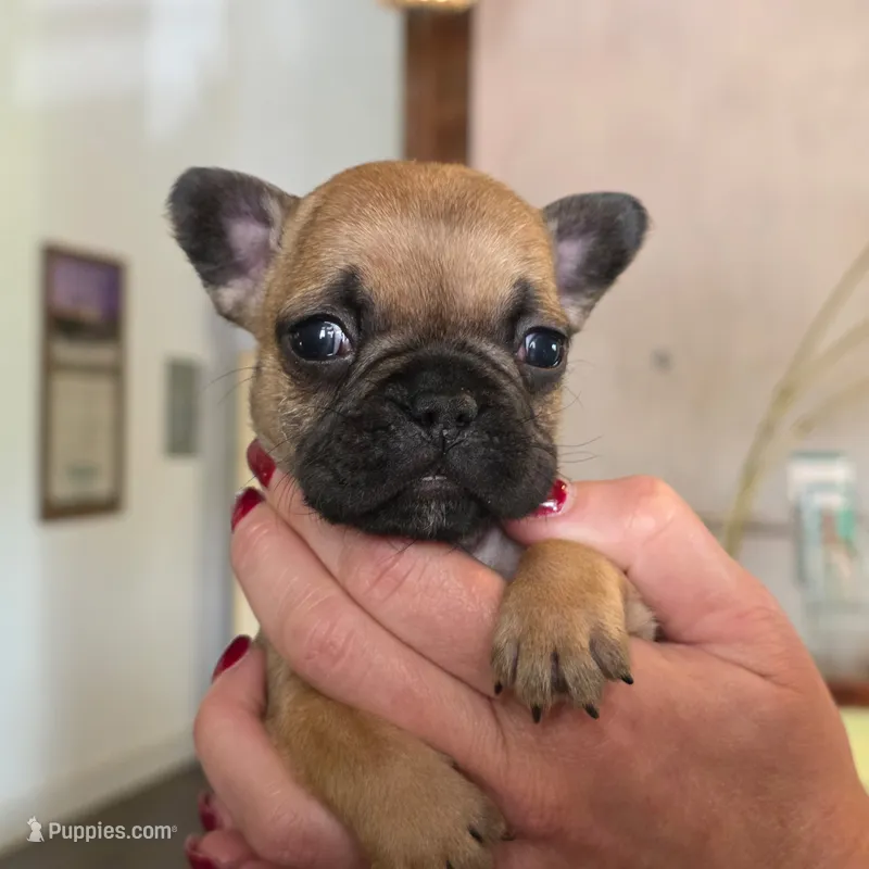 French Bulldog – French Bulldog puppy for sale in Giddings, TX