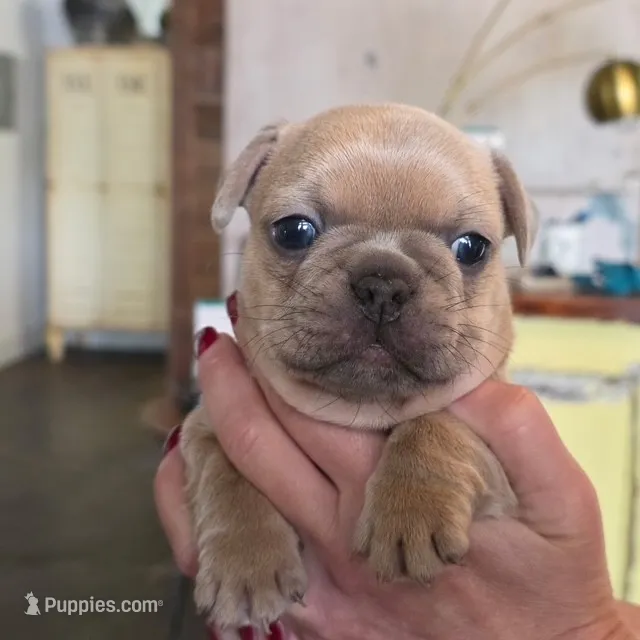 French Bulldog – French Bulldog puppy for sale in Giddings, TX