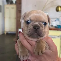 French Bulldog, a male French Bulldog for sale in Giddings, TX – 1 of 1