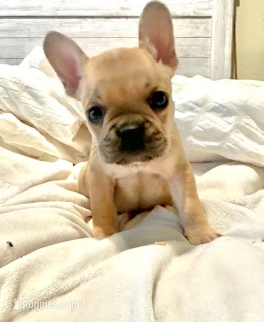 French Bulldog – French Bulldog puppy for sale in Giddings, TX