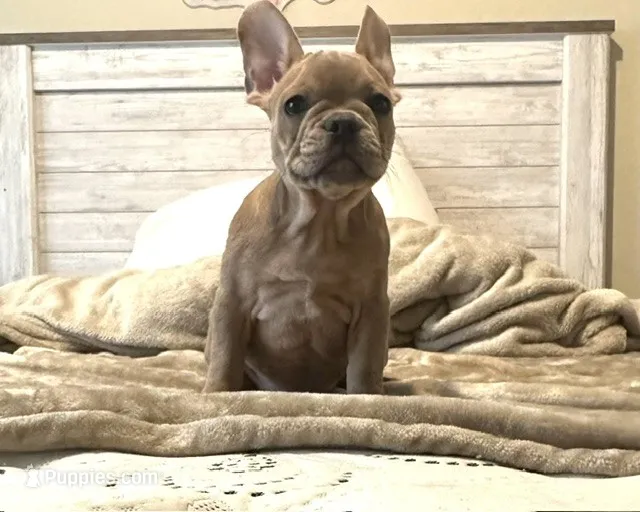 French Bulldog – French Bulldog puppy for sale in Giddings, TX