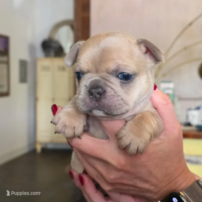 French Bulldog – French Bulldog puppy for sale in Giddings, TX