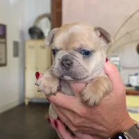 French Bulldog, a male French Bulldog for sale in Giddings, TX – 1 of 1