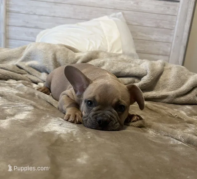 French Bulldog – French Bulldog puppy for sale in Giddings, TX