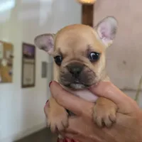 French Bulldog, a female French Bulldog for sale in Giddings, TX – 1 of 1