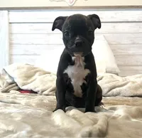 50/50 Frenchton, a male Frenchton for sale in Giddings, TX – 1 of 1