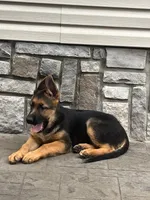Star, a female German Shepherd Dog for sale in Rahway, NJ – 3 of 3