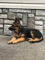 Star, a female German Shepherd Dog for sale in Rahway, NJ – 2 of 3