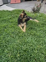 Max, a male German Shepherd Dog for sale in Rahway, NJ – 3 of 4
