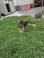 Max, a male German Shepherd Dog for sale in Rahway, NJ – 2 of 4