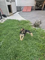Max, a male German Shepherd Dog for sale in Rahway, NJ – 4 of 4