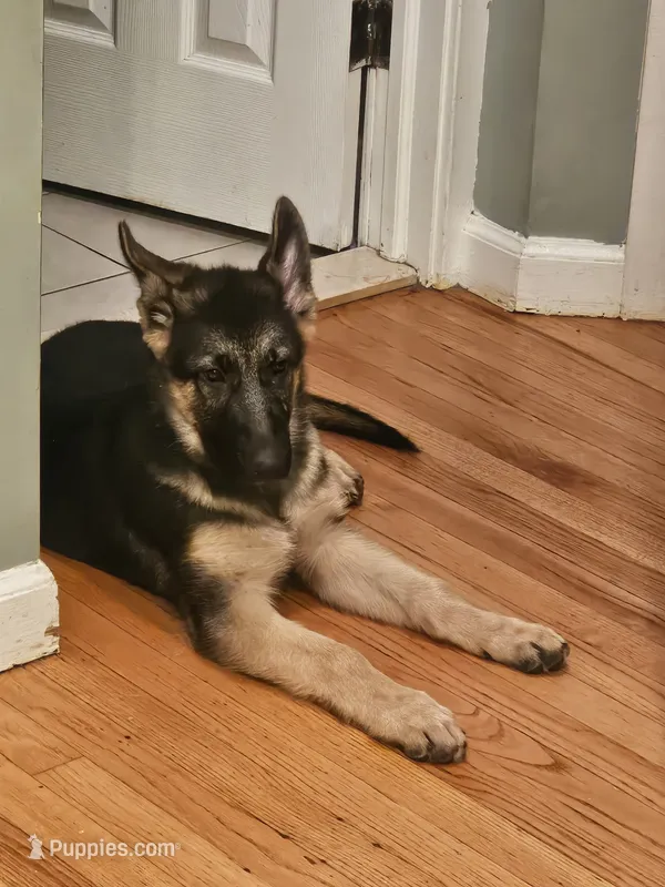 Star – German Shepherd Dog puppy for sale in Rahway, NJ
