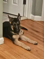 Star, a female German Shepherd Dog for sale in Rahway, NJ – 1 of 3