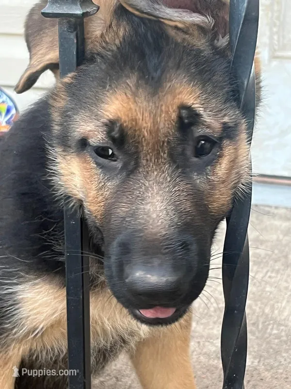 Max – German Shepherd Dog puppy for sale in Rahway, NJ
