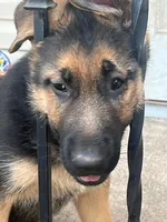 Max, a male German Shepherd Dog for sale in Rahway, NJ – 1 of 4