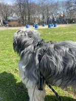 Bentley, a male Yorkipoo for sale in Brooklyn, NY – Photo 5 of 7