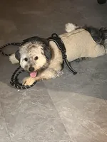 Bentley, a male Yorkipoo for sale in Brooklyn, NY – Photo 3 of 7