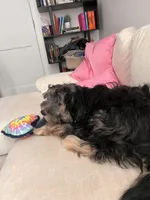 Bentley, a male Yorkipoo for sale in Brooklyn, NY – Photo 7 of 7