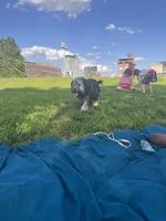 Bentley, a male Yorkipoo for sale in Brooklyn, NY – Photo 6 of 7