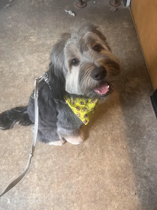 Bentley – Yorkipoo puppy for sale in Brooklyn, NY