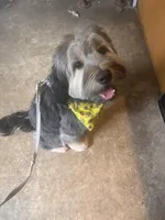 Bentley, a male Yorkipoo for sale in Brooklyn, NY – Photo 1 of 7