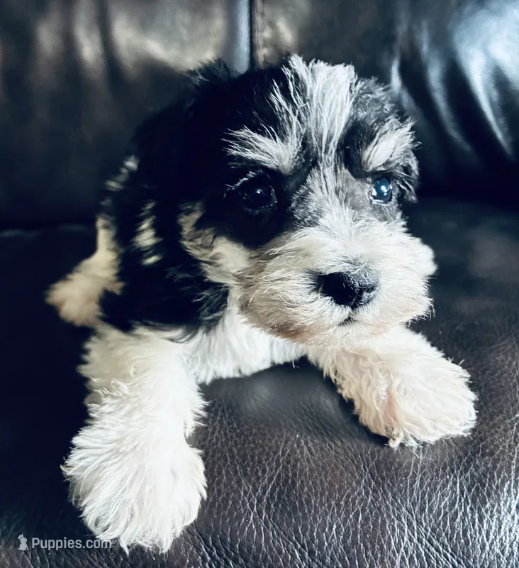 Oklahoma 4 – Miniature Schnauzer puppy for sale in Tecumseh, OK