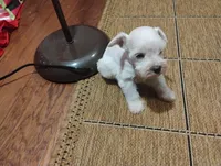 Oklahoma3, a female Miniature Schnauzer for sale in Tecumseh, OK – Photo 2 of 2