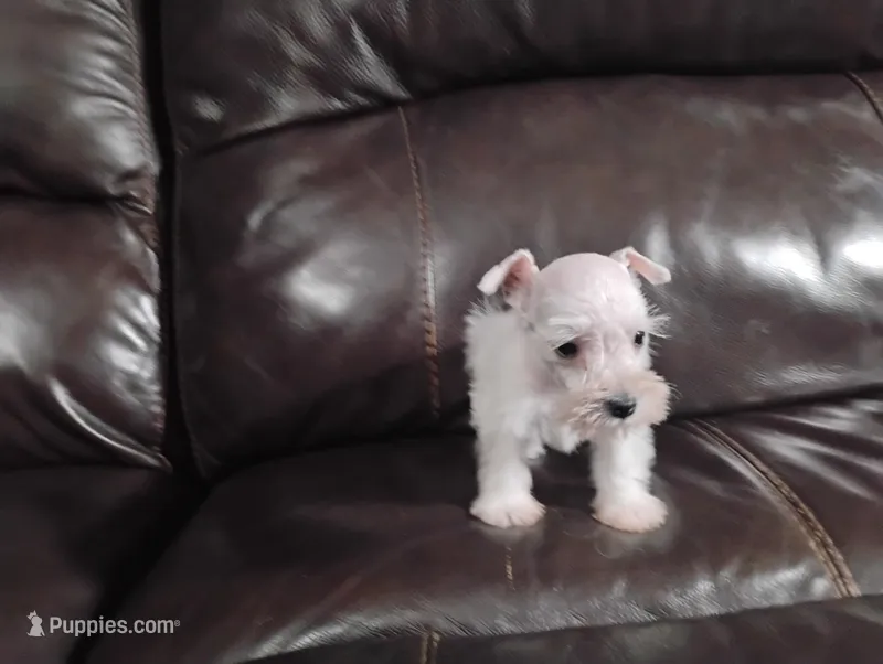 Oklahoma3 – Miniature Schnauzer puppy for sale in Tecumseh, OK