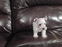 Oklahoma3, a female Miniature Schnauzer for sale in Tecumseh, OK – Photo 1 of 2