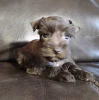 Oklahoma 3, a female Miniature Schnauzer for sale in Tecumseh, OK – 1 of 1