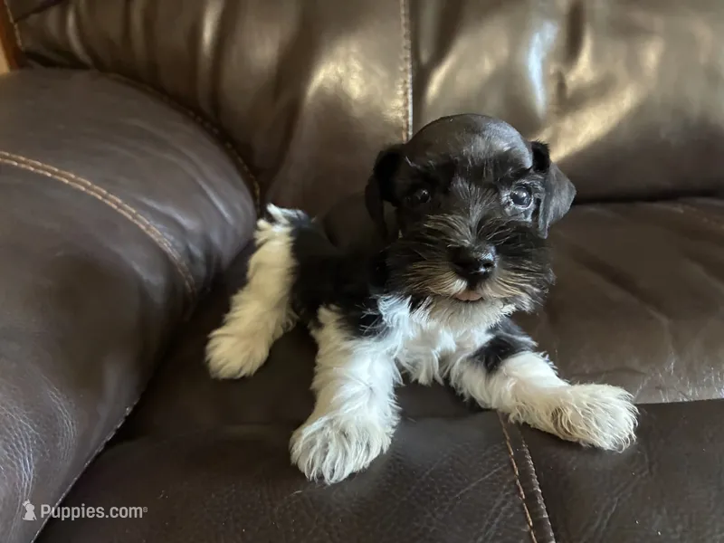 Oklahoma 11, a female Miniature Schnauzer for sale in Tecumseh, OK – 1 of 2