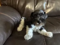 Oklahoma 11, a female Miniature Schnauzer for sale in Tecumseh, OK – 1 of 2