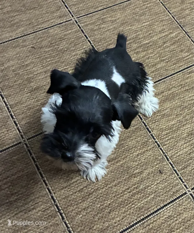 Oklahoma 2, a male Miniature Schnauzer for sale in Tecumseh, OK – 1 of 3
