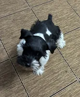 Oklahoma 2, a male Miniature Schnauzer for sale in Tecumseh, OK – 1 of 3