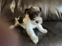 Oklahoma 6, a female Miniature Schnauzer for sale in Tecumseh, OK – 2 of 2