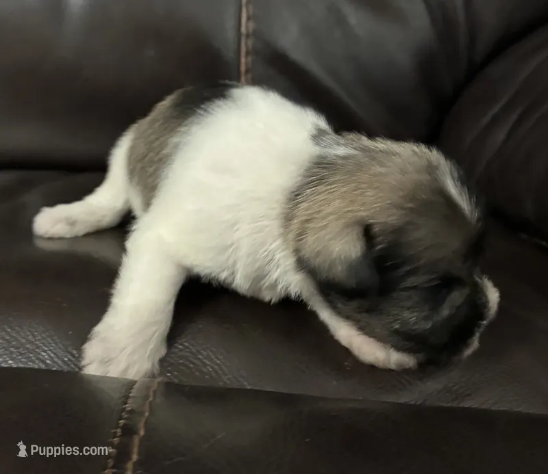 Oklahoma 1 – Miniature Schnauzer puppy for sale in Tecumseh, OK
