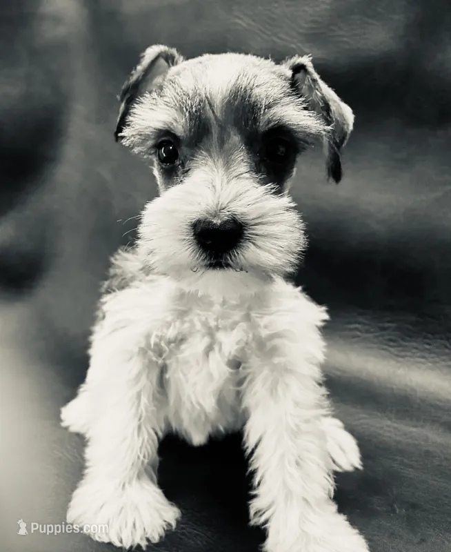 Oklahoma 10 – Miniature Schnauzer puppy for sale in Tecumseh, OK