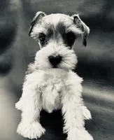 Oklahoma 10, a female Miniature Schnauzer for sale in Tecumseh, OK – 1 of 2