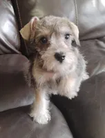 Oklahoma 2, a male Miniature Schnauzer for sale in Tecumseh, OK – 3 of 3