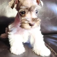 Oklahoma7, a female Miniature Schnauzer for sale in Tecumseh, OK – 1 of 1