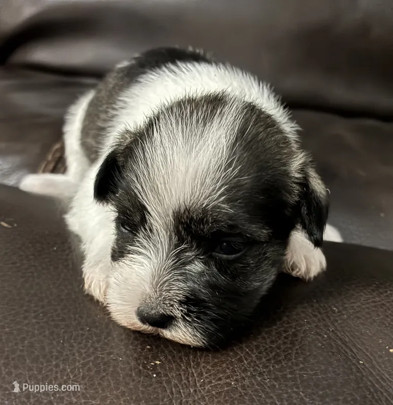 Oklahoma 2 – Miniature Schnauzer puppy for sale in Tecumseh, OK